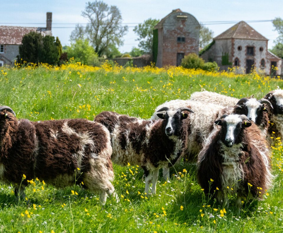 Johns Flock